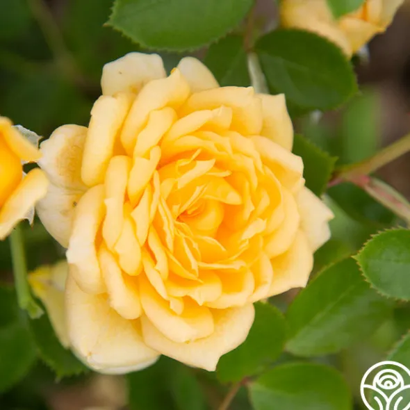 Heirloom Roses Edith's Darling™ Hot