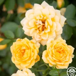 Heirloom Roses Edith's Darling™ Hot