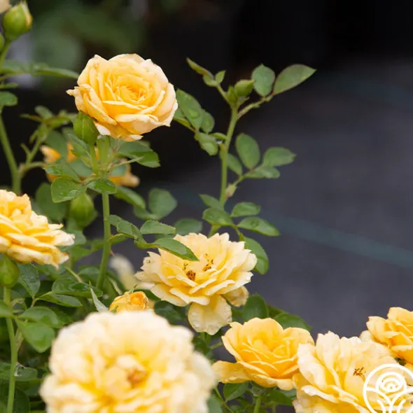 Heirloom Roses Edith's Darling™ Hot
