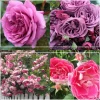 Heirloom Roses Effortless Collection Hot