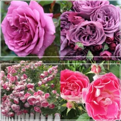 Heirloom Roses Effortless Collection Hot
