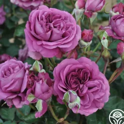 Heirloom Roses Effortless Collection Hot