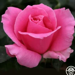 Heirloom Roses Eiffel Tower Sale