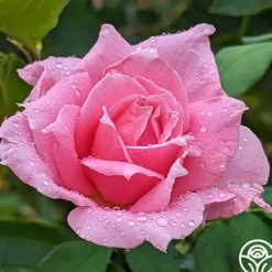 Heirloom Roses Eiffel Tower Sale