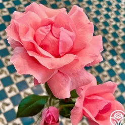 Heirloom Roses Eiffel Tower Sale
