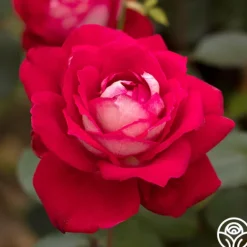 Heirloom Roses El Catala Best