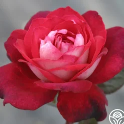 Heirloom Roses El Catala Best