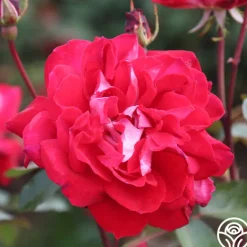 Heirloom Roses El Catala Best