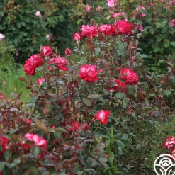 Heirloom Roses El Catala Best
