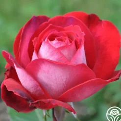 Heirloom Roses El Catala Best