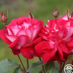 Heirloom Roses El Catala Best