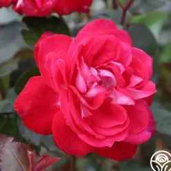 Heirloom Roses El Catala Best