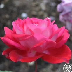 Heirloom Roses El Catala Best