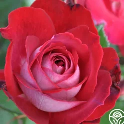 Heirloom Roses El Catala Best