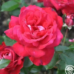 Heirloom Roses El Catala Best
