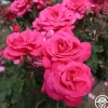 Heirloom Roses Electron® Sale