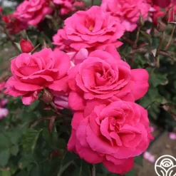 Heirloom Roses Electron® Sale