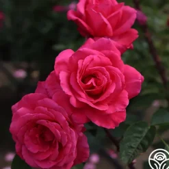 Heirloom Roses Electron® Sale