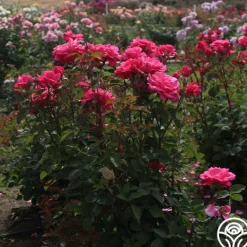 Heirloom Roses Electron® Sale