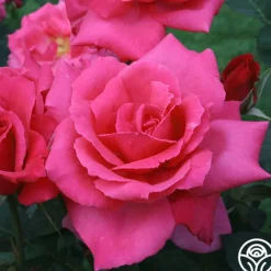 Heirloom Roses Electron® Sale