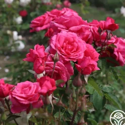 Heirloom Roses Electron® Sale