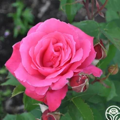 Heirloom Roses Electron® Sale
