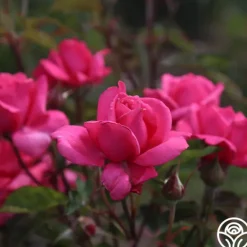 Heirloom Roses Electron® Sale