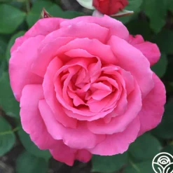 Heirloom Roses Electron® Sale