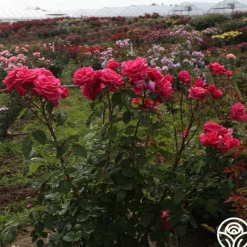 Heirloom Roses Electron® Sale