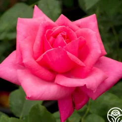 Heirloom Roses Electron® Sale