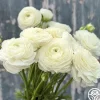 Heirloom Roses Elegance Bianco 200b