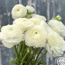 Heirloom Roses Elegance Bianco 200b
