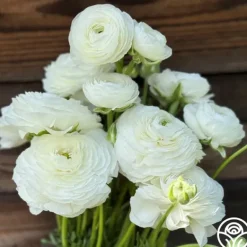 Heirloom Roses Elegance Bianco 200b