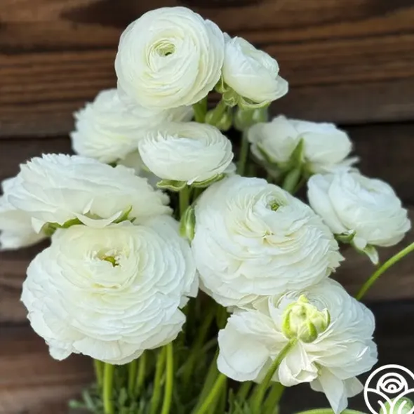 Heirloom Roses Elegance Bianco 200b