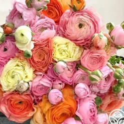 Heirloom Roses Elegance Pastello La Dolce Vita Mix Outlet