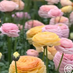 Heirloom Roses Elegance Pastello La Dolce Vita Mix Outlet