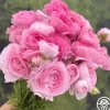 Heirloom Roses Elegance Rosa Chiaro Best