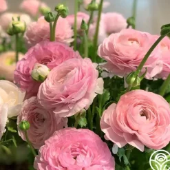 Heirloom Roses Elegance Rosa Chiaro Best