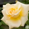 Heirloom Roses Elegant Beauty Sale