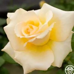 Heirloom Roses Elegant Beauty Sale