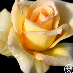 Heirloom Roses Elegant Beauty Sale