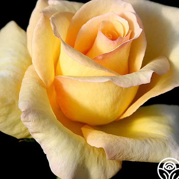 Heirloom Roses Elegant Beauty Sale