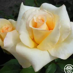 Heirloom Roses Elegant Beauty Sale