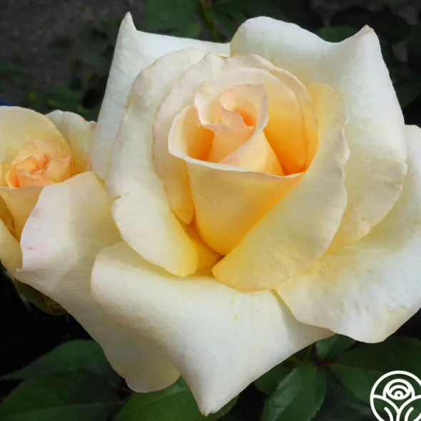 Heirloom Roses Elegant Beauty Sale