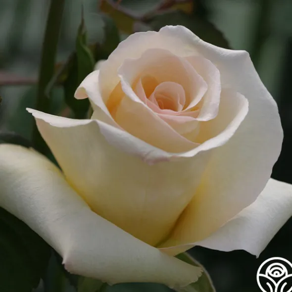 Heirloom Roses Elegant Beauty Sale