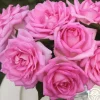 Heirloom Roses Eleganza® Beverly Outlet