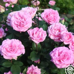 Heirloom Roses Eleganza® Beverly Outlet