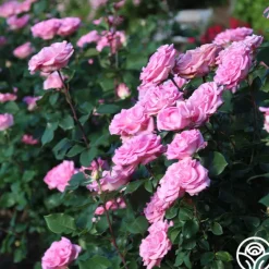 Heirloom Roses Eleganza® Beverly Outlet