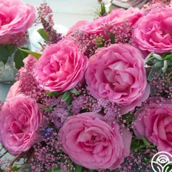 Heirloom Roses Eleganza® Beverly Outlet