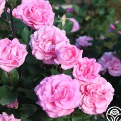 Heirloom Roses Eleganza® Beverly Outlet